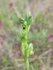 Pterostylis bicolor