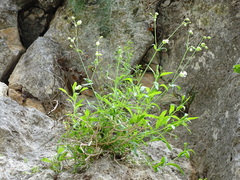 Klatschnelke (Silene vulgaris): Herkunft und Verwendung — Foto 3