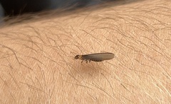 Kalotermes flavicollis