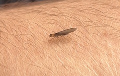 Kalotermes flavicollis