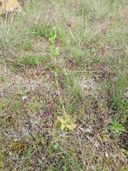 Pterostylis bicolor
