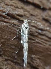 Pyroderces aellotricha