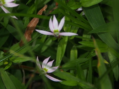 Lobelia chinensis