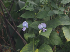 Psophocarpus tetragonolobus