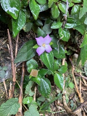 Sarcopyramis napalensis delicata