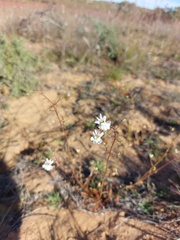 Nemesia bicornis
