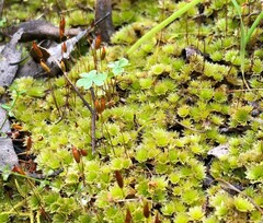 Rosulabryum