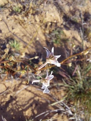 Nemesia bicornis