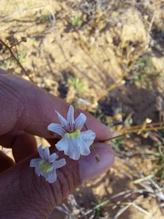 Nemesia bicornis