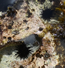 Echinometra oblonga
