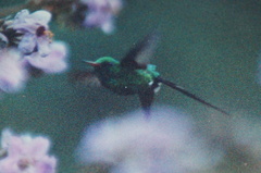 Cynanthus auriceps