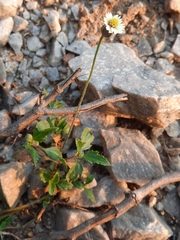 Tridax procumbens