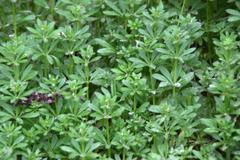 Galium spurium
