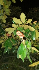 Magnolia grandiflora