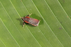 Galasa costalis
