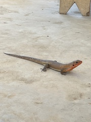 Broadleysaurus major