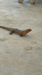 Broadleysaurus major