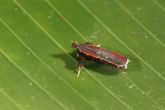 Galasa costalis