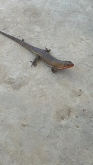 Broadleysaurus major