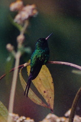 Cynanthus auriceps
