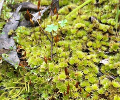 Rosulabryum
