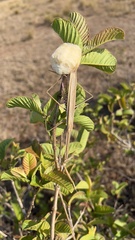 Tenodera superstitiosa