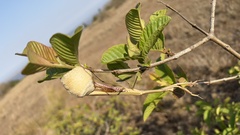 Tenodera superstitiosa