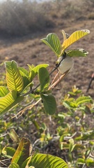 Tenodera superstitiosa