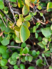 Rhamnaceae