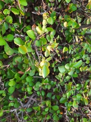 Rhamnaceae