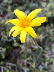 Microseris walteri