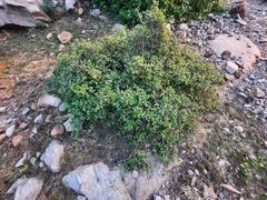 Rhamnaceae