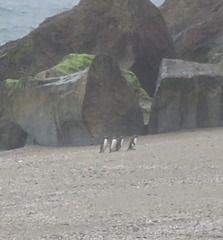 Eudyptes pachyrhynchus