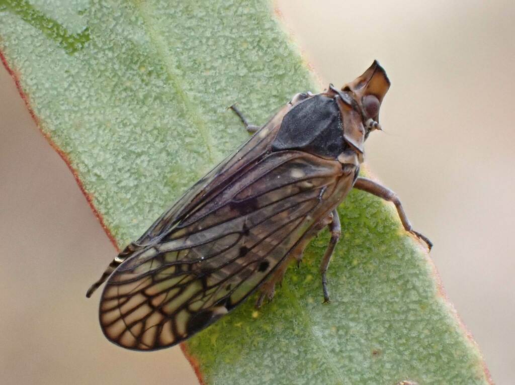 Rhigedanus