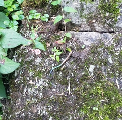 Plestiodon finitimus