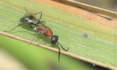 Aculeata