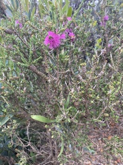 Melaleuca nesophila