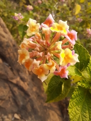 Lantana camara