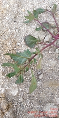 Oxybasis chenopodioides