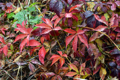 Parthenocissus