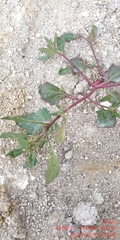 Oxybasis chenopodioides