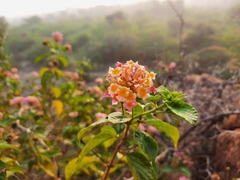 Lantana camara