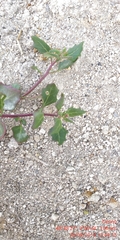 Oxybasis chenopodioides