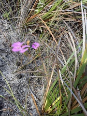 Stylidium macranthum