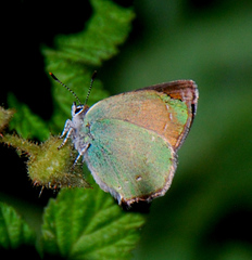 Callophrys affinis homoperplexa