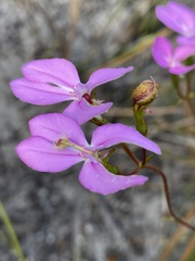 Stylidium macranthum