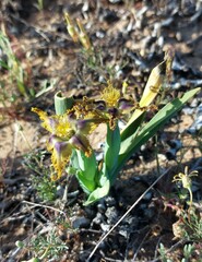 Ferraria variabilis