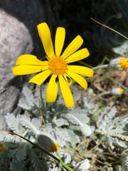 Euryops pectinatus