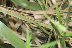 Aculeata