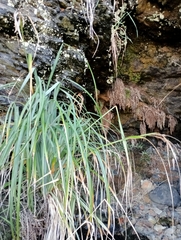 Carex trifida